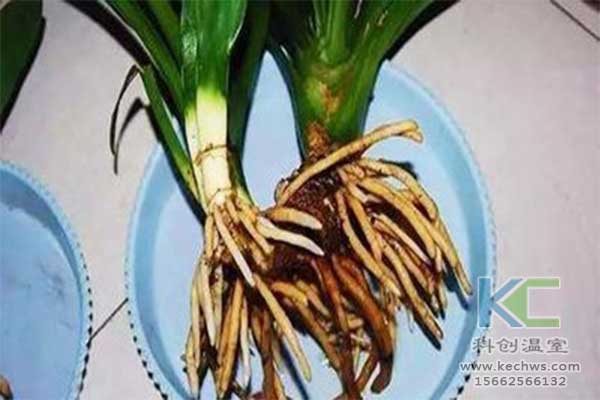 無(wú)土栽培，無(wú)土栽培技術(shù)